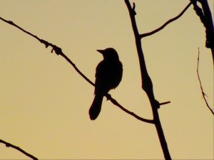 Bryan no 14 oiseau_n