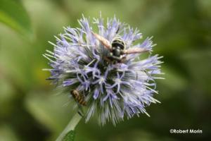 robertmorin no 5Chardon bleu-3