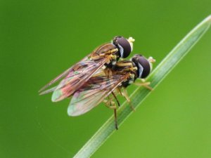 Bryan no 31 sexualité insectes_n