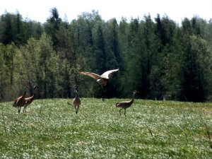 Bryan no 34 oiseaux_n