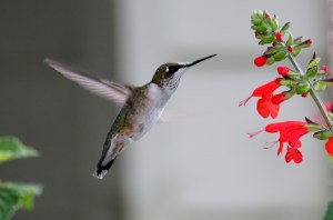 Colibri et Salvia coccinea Robert Morin_6047 2011-09-02 16-15-55