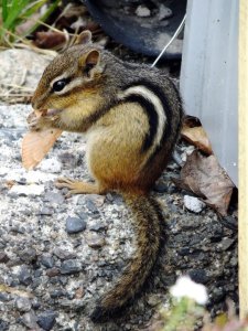Bryan no 24 écureuil_n