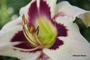 robert morin no 8Hémérocalle Canadian Border Patrol Robert Morin_5788 2011-08-14 08-34-34