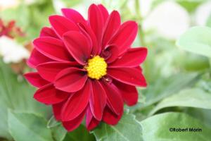 Robert Morin_Dahlia 2010-07-04 09-13-44