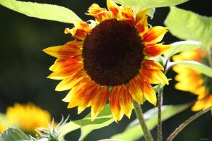 Robert Morin 1Tournesol décoratif X