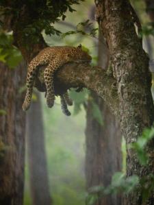 procrastination_1073320_1764061331_n