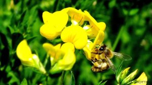 Bryan no 29 fleurs et abeille_n