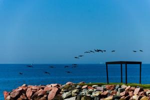 Bryan no 7 oiseaux_n