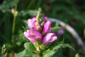 Robert Morin 8 Chelone _6006 2011-09-02 10-05-09
