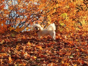 paysage d'automne 2012_n