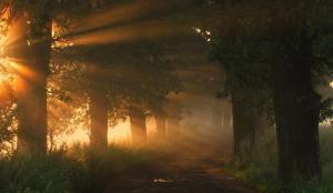 Photo chemin ensoleillé (2) inch'Allah_n