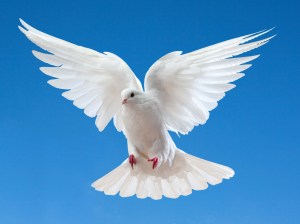 Dove in the air with wings wide open in-front of the sun