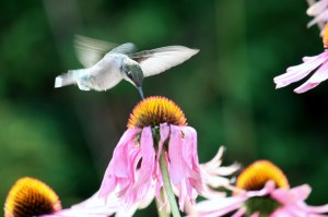 1 sm Colibri et Échinacée pourpre Robert Morin_6032 2011-09-02 2011-09-02 11-16-20