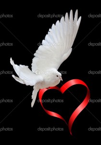 A free flying white dove isolated on a black background