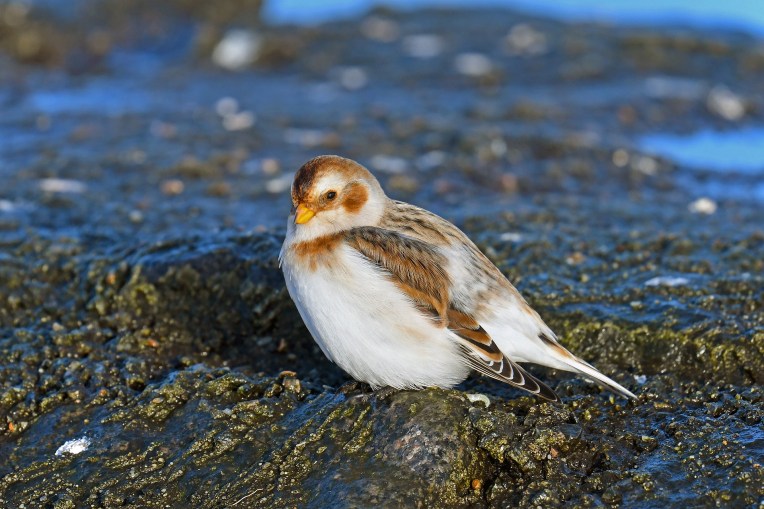 snow-bunting-3001677_1920