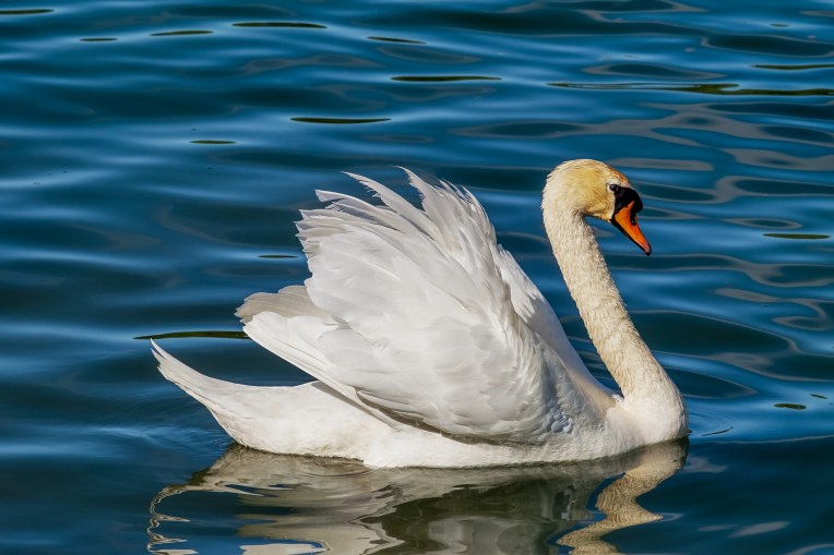 swan-3376622_1920