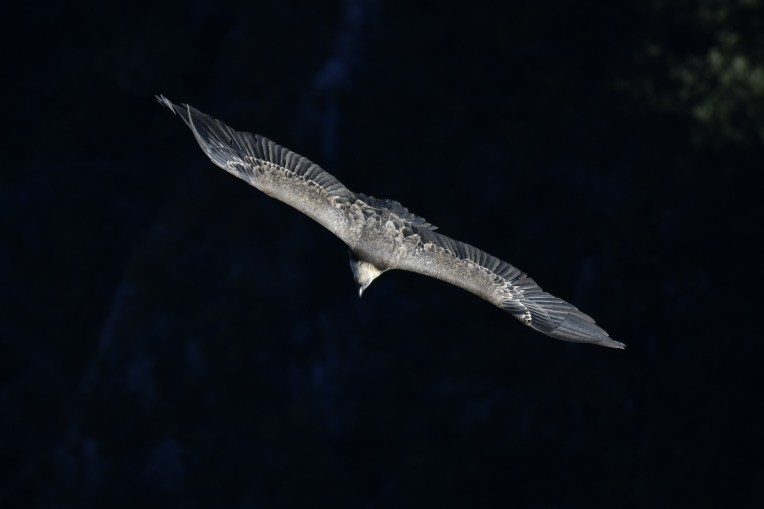 vulture-4225762_1920