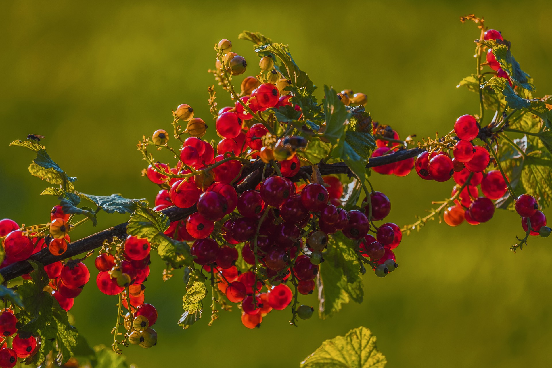 currants-4282971_1920
