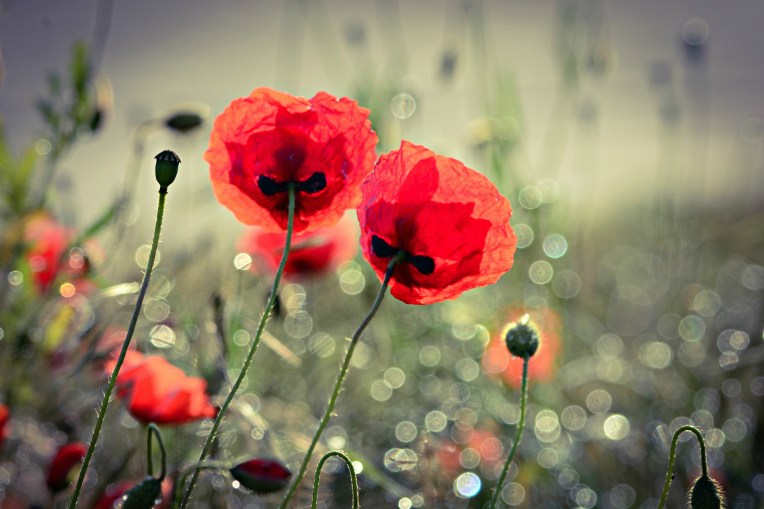 poppy-4243860_1920