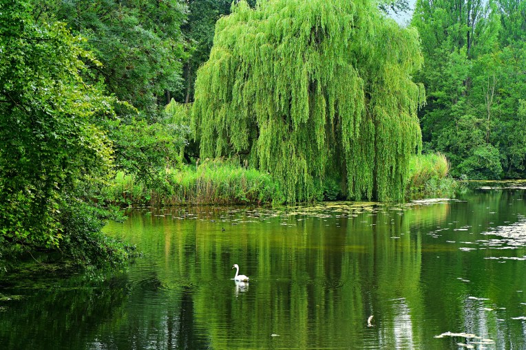 weeping-willow-4334489_1920