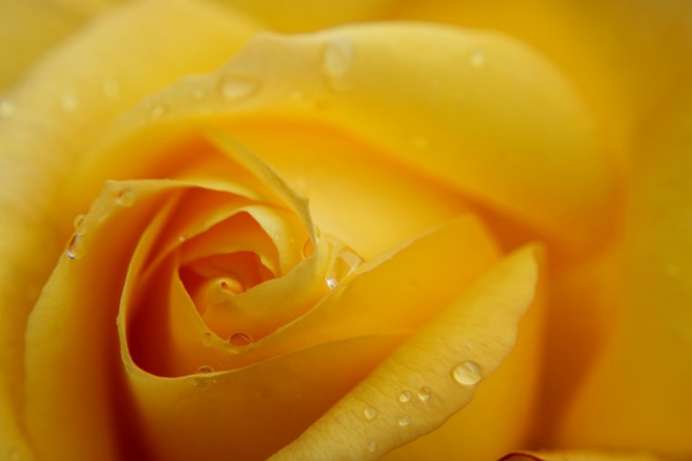 yellow-rose-4251915_1920