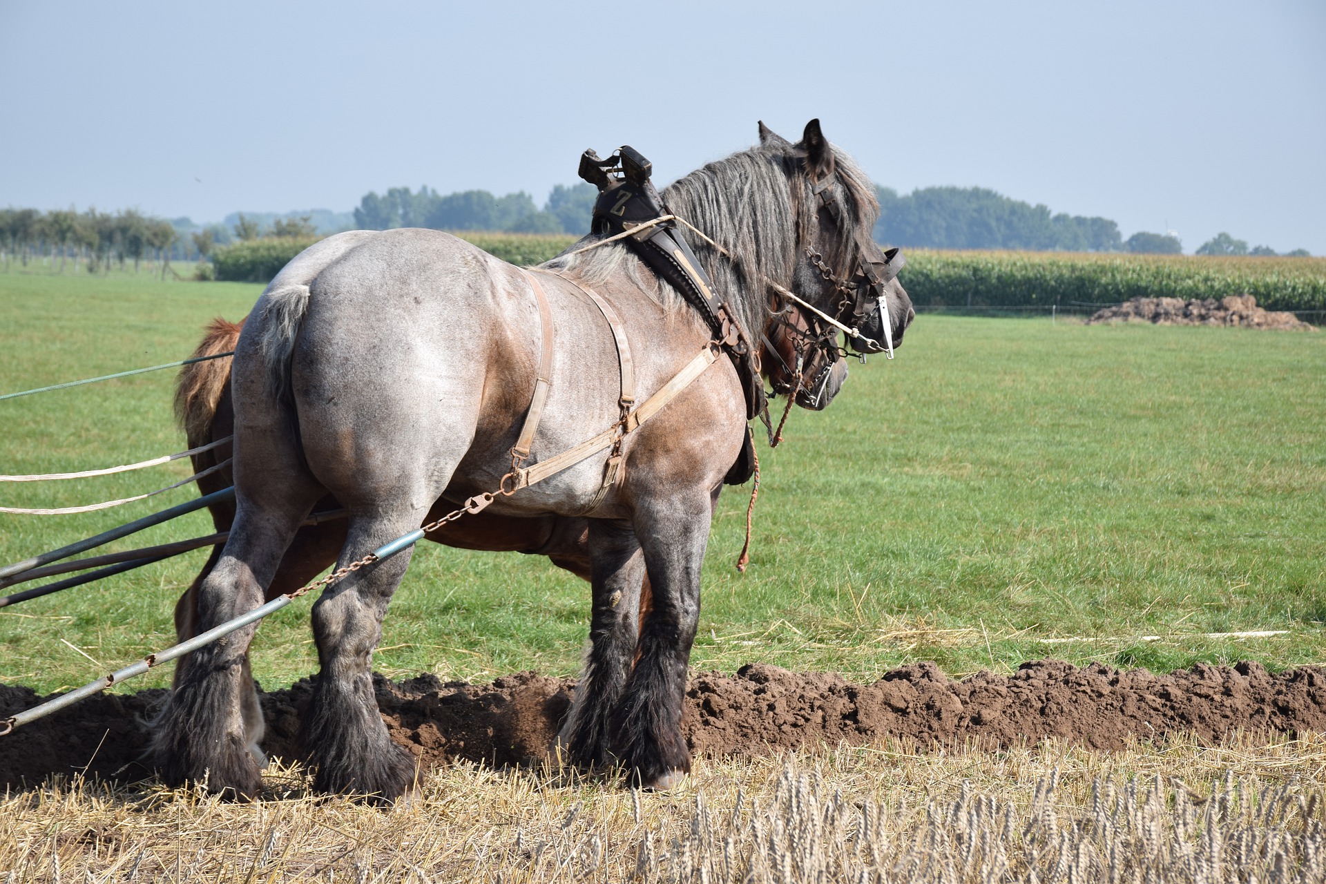 horse-4443454_1920